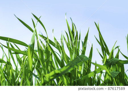 大麥幼葉 大麥幼葉 87617589