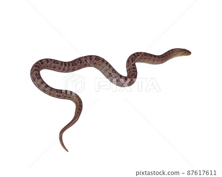 snake isolated on white background snake isolated on white background 87617611