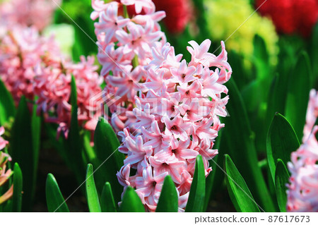 水仙花美風信子花 (Gosai Narcissus, Western Narcissus, Tokigi Nishiki, Ai-Rin, Kaisen Hana, Yokaran) 87617673