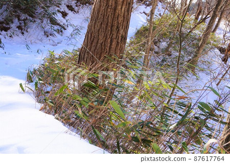 Snowy road Snowy mountain Takizawa's Fudo waterfall Fudo Otaki Gunma prefecture designated scenic spot Akagiyama Bakufu waterfall Ice waterfall 87617764