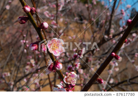 春天的李子和藍天 87617780