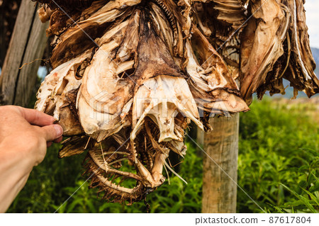Cod stockfish drying on racks, Lofoten islands Norway 87617804