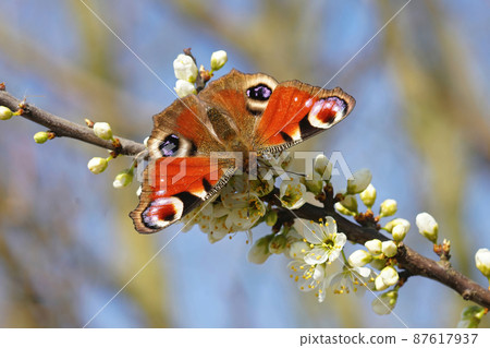 Closeup on a colorful overwintering Peacock butterfly , Inachis io, drinking nectar on white blackthorn flowers , Prunus spinosa 87617937