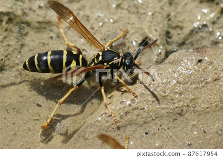 Closeup on a yellow and black French paperwasp, Polistes dominula, drinking at a puddle in the summertime after a rain 87617954