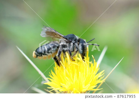 Closeup on the Mediterranean wood-borig golden bee, Lithurgus chrysurus sipping nectar on the yellow flowers of Centaurea solstitialis 87617955