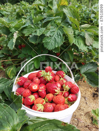 A bucket of strawberries in the garden on a background of green leaves 87618099