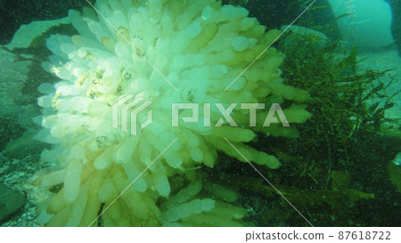 潛水觀察魷魚蛋 潛水觀察魷魚蛋 87618722