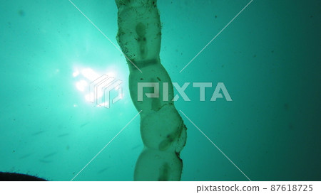 Observe squid eggs by diving Observe squid eggs by diving 87618725