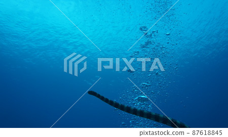 Sea snake swimming in the sea of Okinawa Sea snake swimming in the sea of Okinawa 87618845