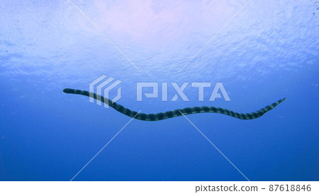 海蛇在沖繩海中游泳 海蛇在沖繩海中游泳 87618846