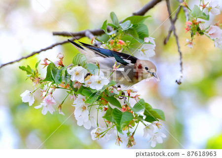 栗頰鳥和大島櫻桃 87618963