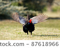 野雞野雞蹄 87618966