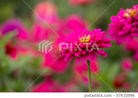 Vibrant pink garden flowers close up photo 87618996