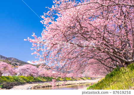 《靜岡縣》河津櫻花和河津町盛開 《靜岡縣》河津櫻花和河津町盛開 87619258