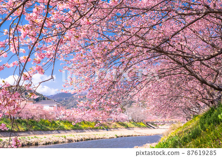 《Shizuoka Prefecture》 Kawazu cherry blossoms and Kawazu town in full bloom 《Shizuoka Prefecture》 Kawazu cherry blossoms and Kawazu town in full bloom 87619285