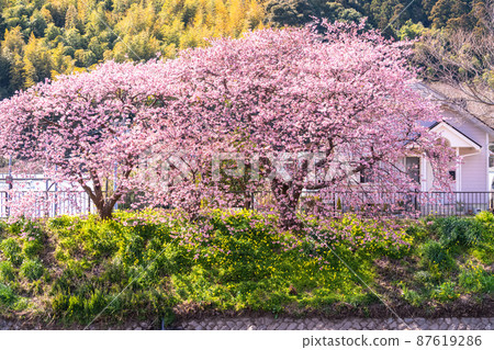 《Shizuoka Prefecture》 Kawazu cherry blossoms and Kawazu town in full bloom 《Shizuoka Prefecture》 Kawazu cherry blossoms and Kawazu town in full bloom 87619286