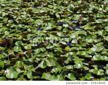 A pond covered with hass A pond covered with hass 87619440