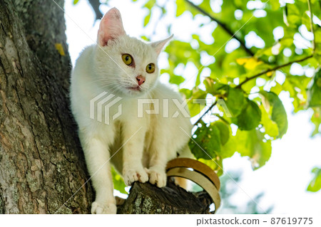 White cat on a tree hunting for a birds White cat on a tree hunting for a birds 87619775