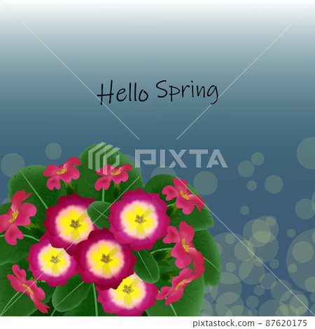Bouquet of pink primroses against the background of green foliage, hello spring Bouquet of pink primroses against the background of green foliage, hello spring 87620175