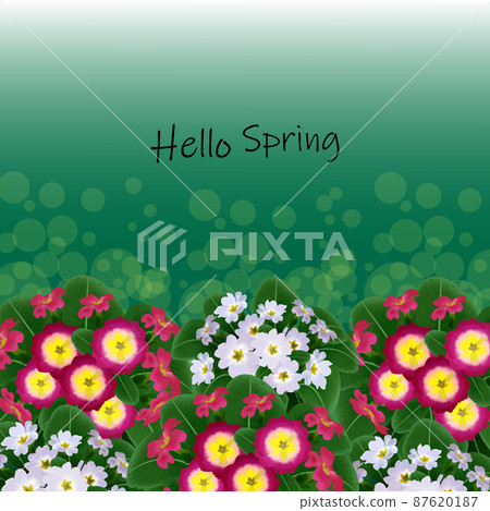 Bouquet of pink white primrose flowers against the background of green foliage, hello spring Bouquet of pink white primrose flowers against the background of green foliage, hello spring 87620187