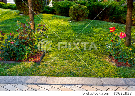 rose flowers grows in backyard mulch flower bed with green turf lawn lit by sunset light spring landscape near stone tile walkway with granite curb, nobody. 87621938