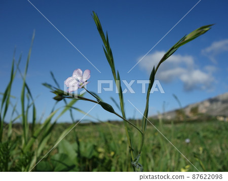 flax flower flax flower 87622098