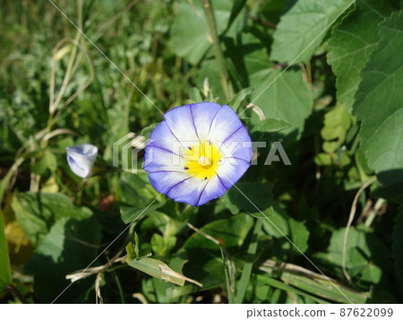 Sicilian sunshine morning glory Sicilian sunshine morning glory 87622099