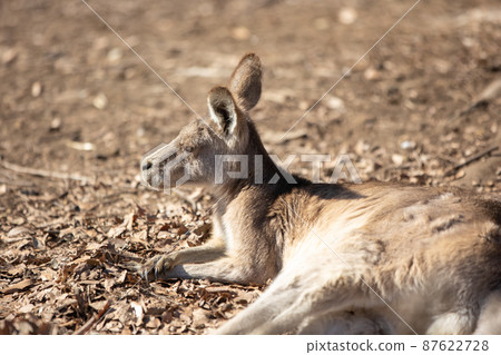 Relaxing kangaroo 87622728