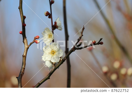 梅花的風景，名叫白賀，白瓣，樹枝有花蕾 87622752