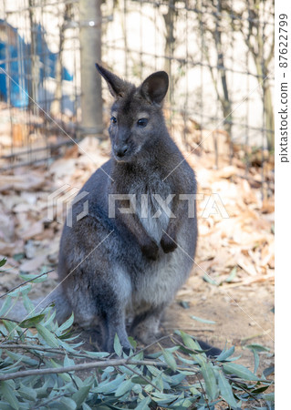 Wallaby Bennett Red-necked Wallaby Wallaby Bennett Red-necked Wallaby 87622799