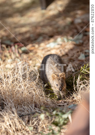 Quokka Quokka 87622850