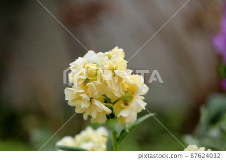 庫存花 87624032