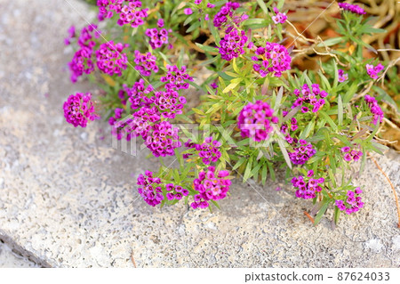 Alissam的花 Alissam的花 87624033