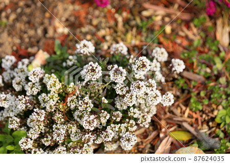 Alissam的花 Alissam的花 87624035