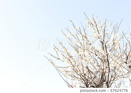 春風雪白梅 87624776