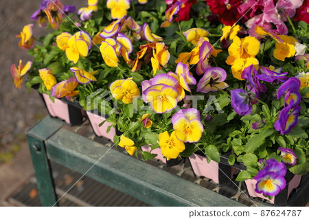 中提琴花 87624787