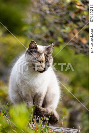 EOSRP. Hiroshima Onomichi, a cat that can't beat sleepiness. 87625218