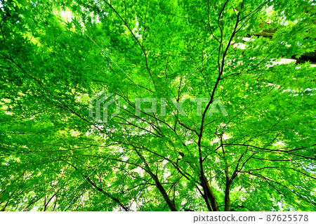 一棵樹,樹上有鮮綠的嫩葉,陽光透過樹 一棵樹,樹上有鮮綠的嫩葉,陽光透過樹 87625578