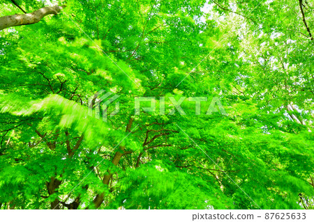 Young leaves and trees full of light with dazzling fresh green Young leaves and trees full of light with dazzling fresh green 87625633