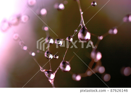 Water droplets on spider silk Water droplets on spider silk 87626146