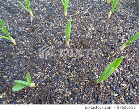 Garlic seedling germination 87626558