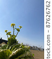 White rape blossoms 87626762