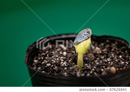 已經長到兩片葉子的發芽西葫蘆幼苗 87626841