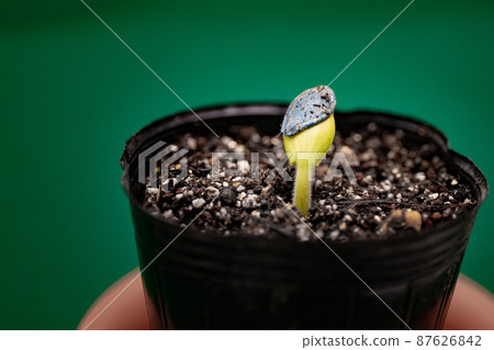Germinated zucchini seedlings that have grown to two leaves 87626842