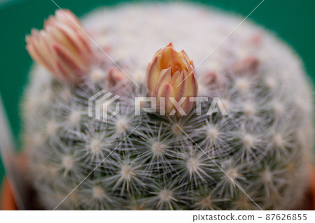 仙人掌和滿月開花 仙人掌和滿月開花 87626855