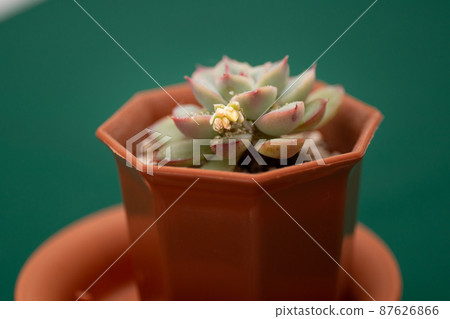 肉質植物Shurei的開花 87626866