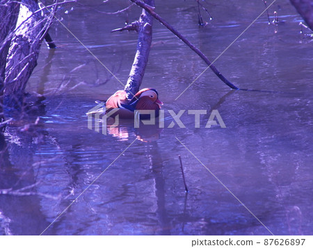 Nebosuke Mandarin duck, winter withered Lake Hatcho Nebosuke Mandarin duck, winter withered Lake Hatcho 87626897