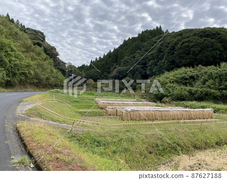 Old-fashioned rice farming 87627188