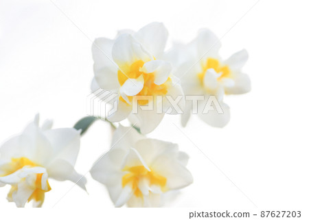 Narcissus 87627203