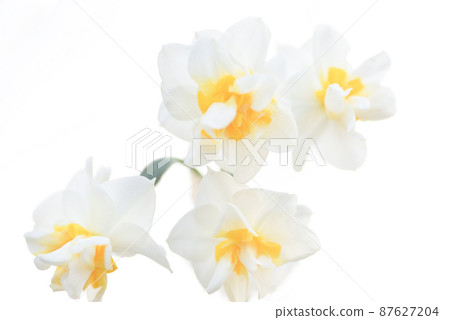 Narcissus 87627204